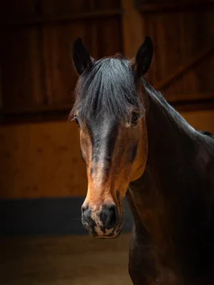 Szajkó Lovarda Lova Varsány