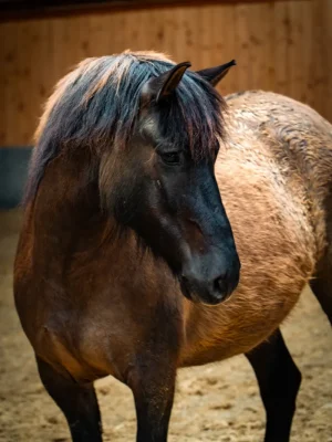 Szajkó Lovarda lova Vihar